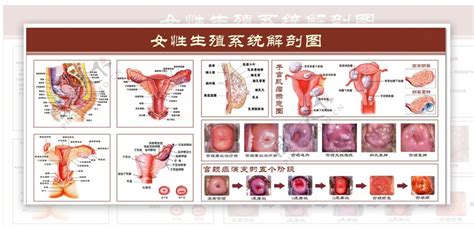 女性私密處構造|【圖輯】陰道、子宮、卵巢！12 張圖搞懂女性內生殖。